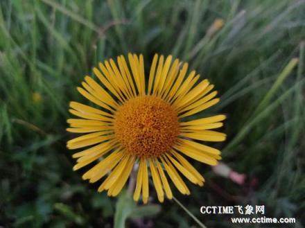 華為麥芒7評(píng)測(cè)：吃雞不卡，拍照有驚喜