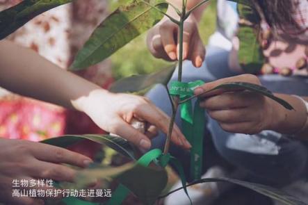 植物醫(yī)生用公益告白：鐵刀木的生機(jī)，孩子們的笑