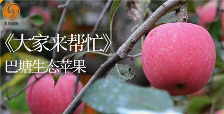 3500米的巴塘蘋果您嘗過(guò)么？京東眾籌聯(lián)手鳳凰衛(wèi)視帶來(lái)一份厚禮