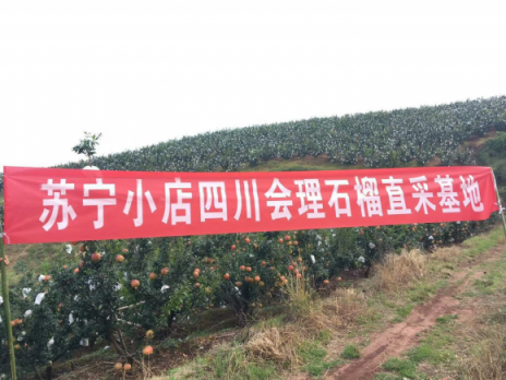 從枝頭鮮到舌頭，蘇寧小店雙十一走遍新疆福建貴州…