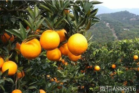 揭秘探索橙子的來歷與起源故事【贛南臍橙】江西贛州安遠縣客家生態(tài)無公害臍橙