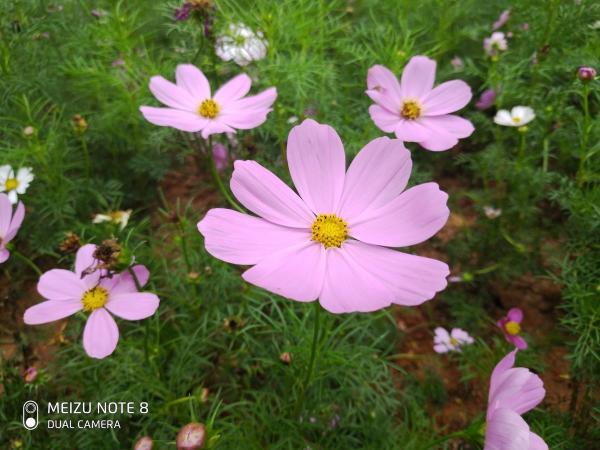 魅族 Note8評(píng)測(cè)：不隨主流的設(shè)計(jì)和穩(wěn)扎穩(wěn)打的升級(jí)