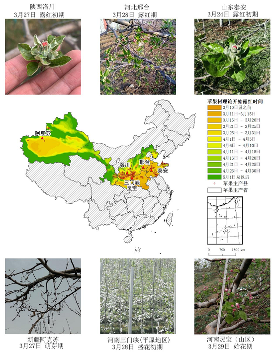 農業(yè)農村部信息中心與佳格天地聯(lián)合發(fā)布2020年全國主產區(qū)蘋果花期凍害預警分析