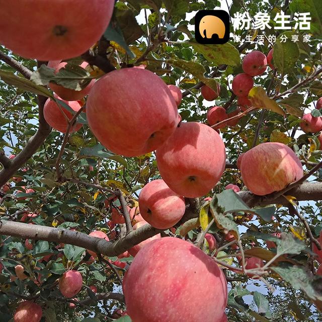 粉象生活助力最美鄉(xiāng)村教師，助農(nóng)扶貧為禮縣開拓新銷路
