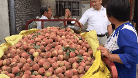 美菜網(wǎng)志愿者回鄉(xiāng)助農(nóng)，助力鄉(xiāng)村振興