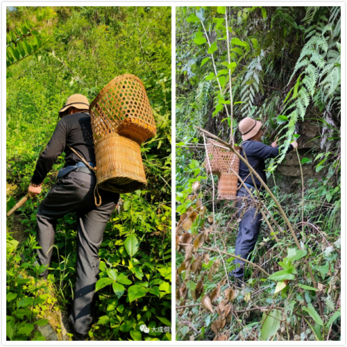 大成侗草：侗草秘藥，百年傳承