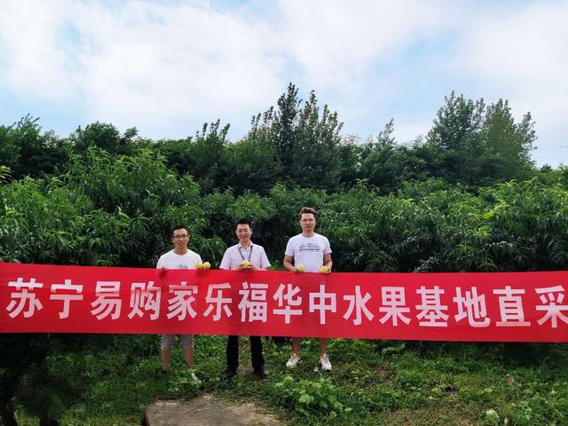 拼購(gòu)、家樂(lè)福、天天快遞……蘇寧“立體”拯救湖北暴雨滯銷黃桃