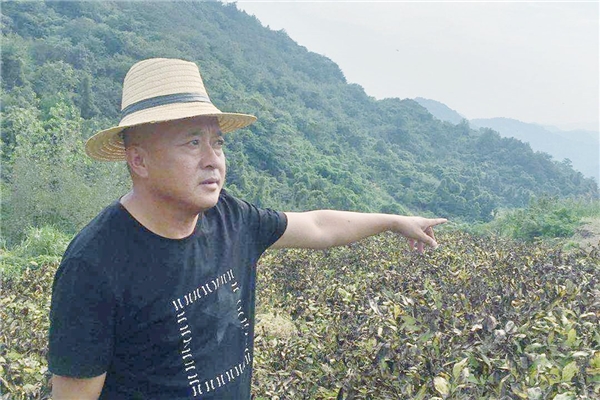 仲景宛西安徽南陵牡丹皮基地，聽一段守候1825天從種子到藥丸的故事
