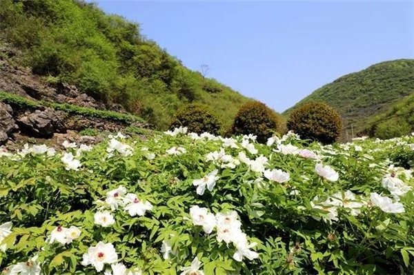 仲景宛西安徽南陵牡丹皮基地，聽一段守候1825天從種子到藥丸的故事