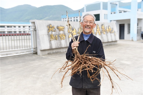 仲景宛西安徽南陵牡丹皮基地，聽一段守候1825天從種子到藥丸的故事