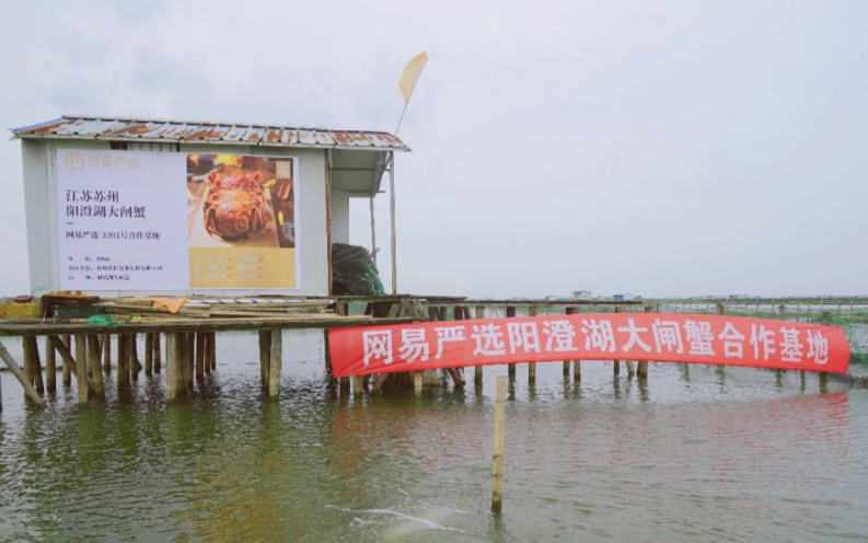 網(wǎng)易嚴(yán)選CEO陽澄湖直播捕蟹，意外撈出“蟹王”“蟹后”