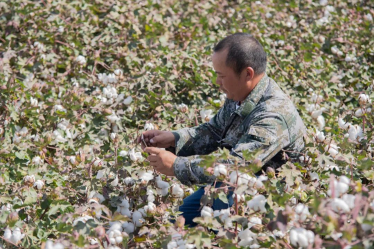 智能農(nóng)機(jī)助力新疆棉花生產(chǎn)，今年同比增長(zhǎng)4.1%