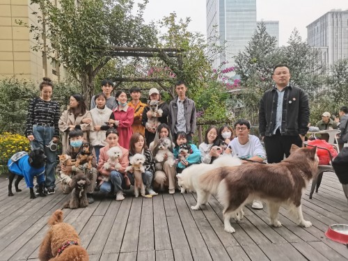 DoggyGo首創(chuàng)“云遛狗”系列賽成都站火辣來(lái)襲，開(kāi)賽倒計(jì)時(shí)……