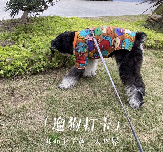 2020云遛狗成都站華麗收官，下一站DoggyGo與你相約鵬城深圳