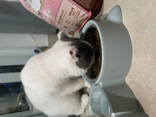 ?什么牌子貓糧好？信元發(fā)育寶元?dú)鈨?yōu)食，為愛寵腸道健康保駕護(hù)航的無谷貓糧