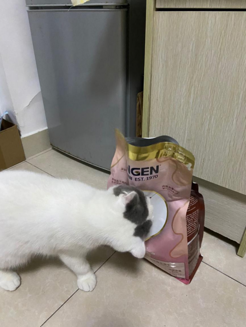 ?什么牌子貓糧好？信元發(fā)育寶元?dú)鈨?yōu)食，為愛寵腸道健康保駕護(hù)航的無谷貓糧