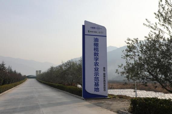 卡奧斯“油橄欖數(shù)字農(nóng)業(yè)示范基地”正式掛牌，東西協(xié)作助力產(chǎn)業(yè)扶貧
