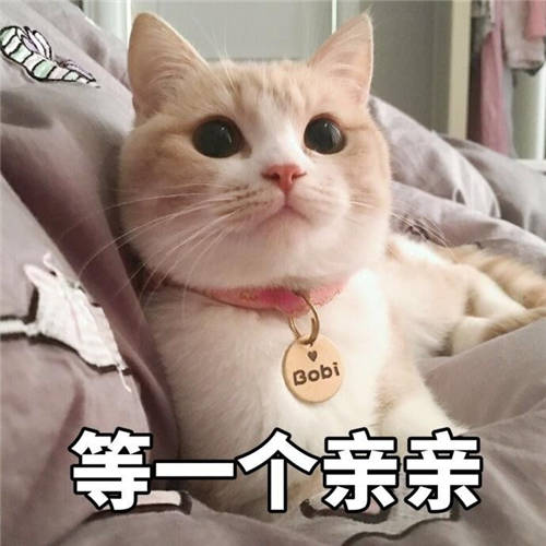?貓咪養(yǎng)成日記｜這個清理貓毛的小技巧你知道嗎？