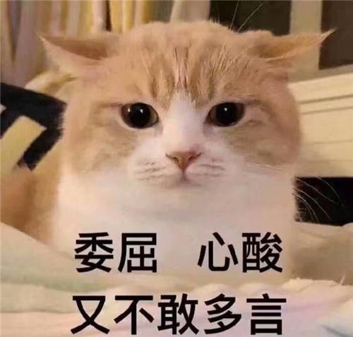 ?貓咪養(yǎng)成日記｜這個清理貓毛的小技巧你知道嗎？