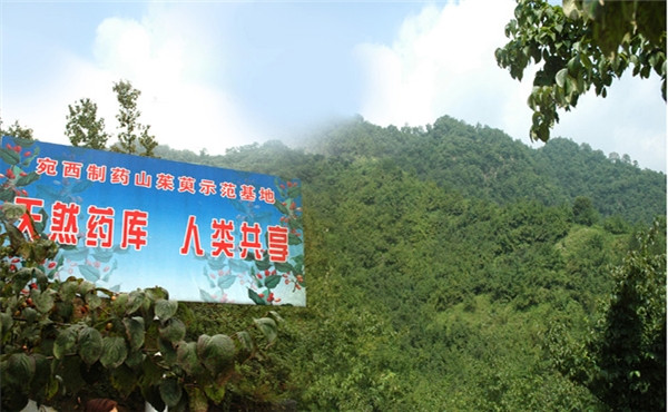 仲景宛西制藥董事長(zhǎng)孫鋒：科技賦能中醫(yī)藥發(fā)展，勇?lián)鐣?huì)責(zé)任