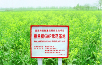 “科技+農(nóng)戶+企業(yè)”，廣藥集團(tuán)板藍(lán)根公益關(guān)愛不停歇