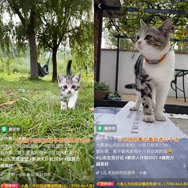 抖音“全能老公”爆改10年廢棄農(nóng)村小院獲贊超300萬(wàn)，網(wǎng)友：想要同款老公