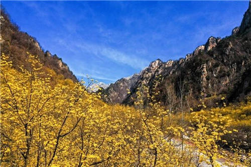 仲景之光普照醫(yī)圣故里——仲景宛西制藥守正創(chuàng)新高質(zhì)量發(fā)展紀實