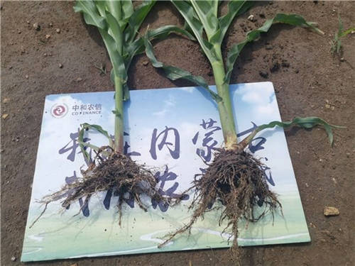 減肥4500噸，中和農(nóng)信助力推進(jìn)農(nóng)業(yè)低碳循環(huán)發(fā)展