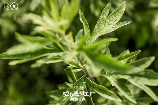 艾艾貼傳承艾草文化，艾灸助力端午佳節(jié)調理身心