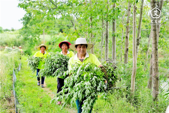 艾艾貼傳承艾草文化，艾灸助力端午佳節(jié)調理身心