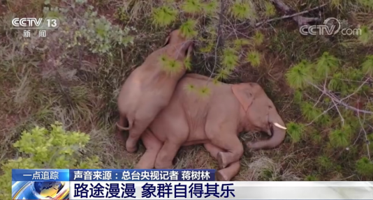 從云南亞洲象北移，看無(wú)人機(jī)如何發(fā)揮動(dòng)物保護(hù)高效能