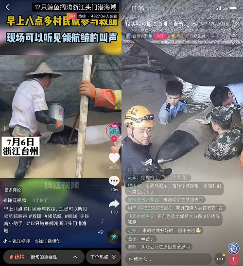 12頭鯨魚(yú)擱淺臺(tái)州牽動(dòng)人心，抖音直播全程直擊救援行動(dòng)