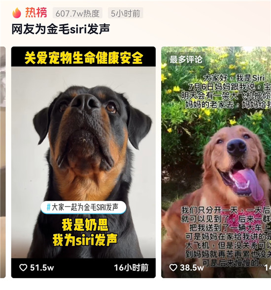 金毛siri托運(yùn)中死亡，抖音網(wǎng)友發(fā)聲呼吁保護(hù)動(dòng)物尊重生命