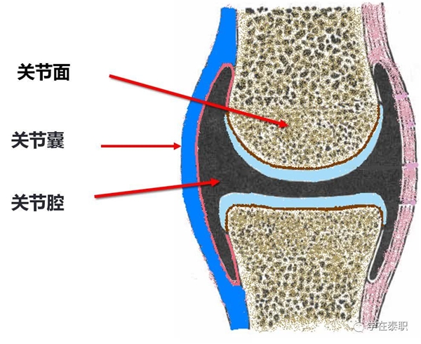 Move free益節(jié)：重視關(guān)節(jié)養(yǎng)護，拒絕疼痛困擾