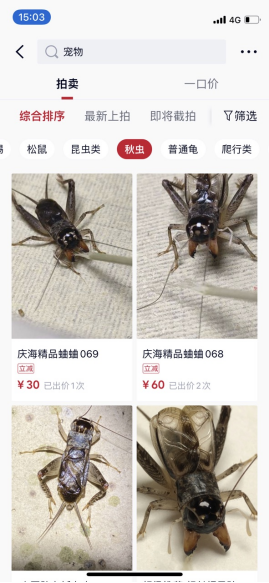年銷200萬，他在微拍堂“蛐蛐”的致富密碼!