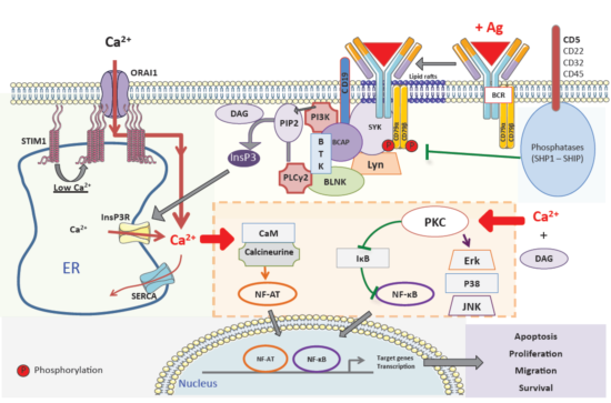 ACROBiosystems百普賽斯解讀CD79B，助力滿足臨床待滿足需求