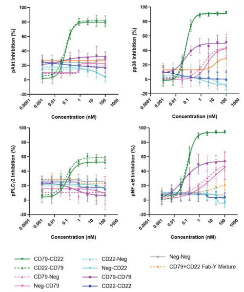 ACROBiosystems百普賽斯解讀CD79B，助力滿足臨床待滿足需求
