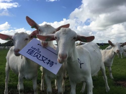 綿羊奶和山羊奶哪個更好？深度了解兩者有何不同
