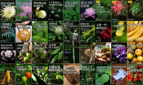香蕉為什么向上生長？她在抖音為440萬人科普植物的奧秘