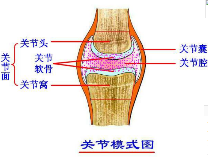 專(zhuān)業(yè)關(guān)節(jié)護(hù)理品牌，Move free益節(jié)守護(hù)中老年關(guān)節(jié)健康