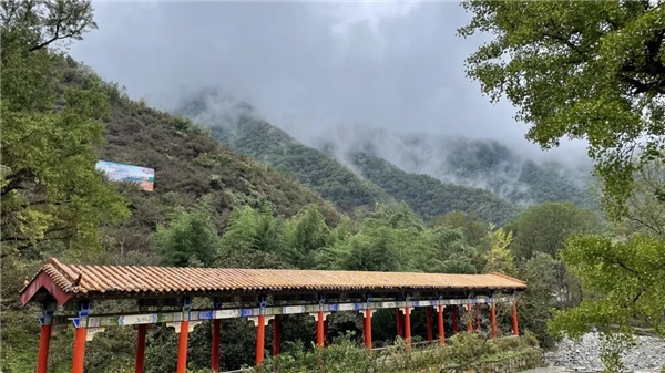攜手齊魯頻道、同方藥業(yè)，仲景宛西制藥開啟醫(yī)圣故里山茱萸好藥之旅
