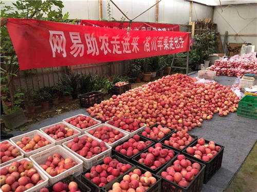 網(wǎng)易嚴(yán)選帶貨陜西蘋(píng)果，數(shù)商興農(nóng)助力共同富裕
