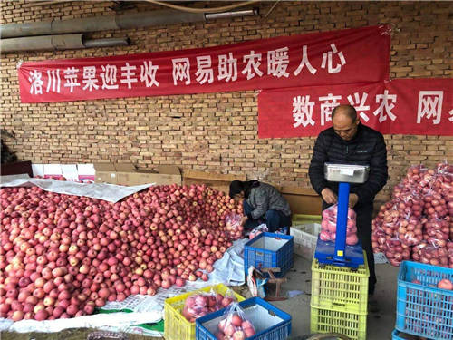 網(wǎng)易嚴(yán)選帶貨陜西蘋(píng)果，數(shù)商興農(nóng)助力共同富裕