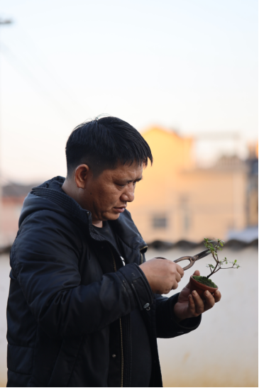 微拍堂里小微盆景，在自然意境中走向文化共富