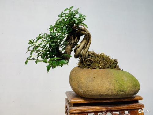 微拍堂里小微盆景，在自然意境中走向文化共富
