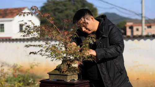 微拍堂里小微盆景，在自然意境中走向文化共富