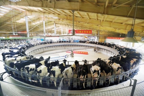 飛鶴奶粉怎么樣？以穩(wěn)健發(fā)展模式，夯實(shí)國(guó)產(chǎn)乳業(yè)地位