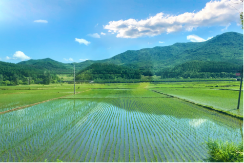東北香米哪家好？十月稻田從品質(zhì)入手，提供東北生態(tài)好米