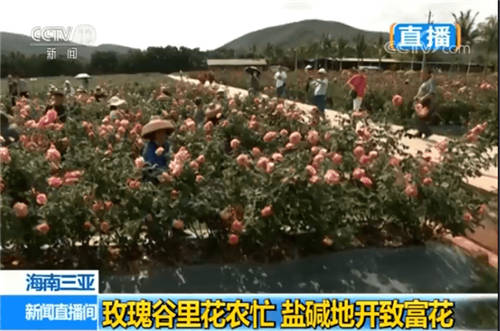 消費(fèi)主體更迭 JESS名后如何搭上“新國(guó)貨”快車？