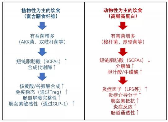 長期少吃多動(dòng)血糖仍反復(fù)？降糖同時(shí)還要平衡糖尿病腸道菌群